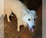 Small Photo #7 Great Pyrenees-Unknown Mix Puppy For Sale in Garland, TX, USA