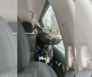 Mavi Lizman - Female Mutt Dog for Adoption - Photo #20