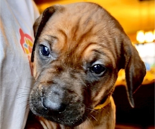Medium Photo #1 Rhodesian Ridgeback Puppy For Sale in SCRANTON, AR, USA