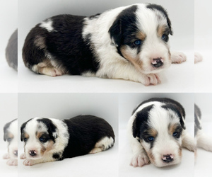 Miniature Australian Shepherd Puppy for sale in BROOKER, FL, USA