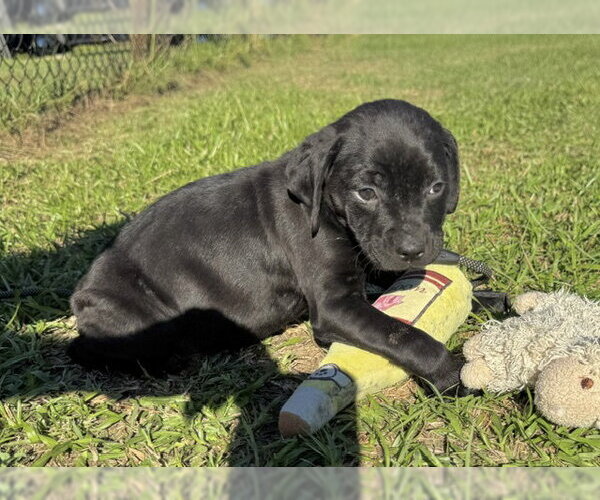 Medium Photo #3 Bulldog-Unknown Mix Puppy For Sale in Tarrytown, GA, USA
