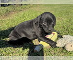 Small Photo #3 Bulldog-Unknown Mix Puppy For Sale in Tarrytown, GA, USA