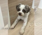 Small #3 Shih Tzu Mix