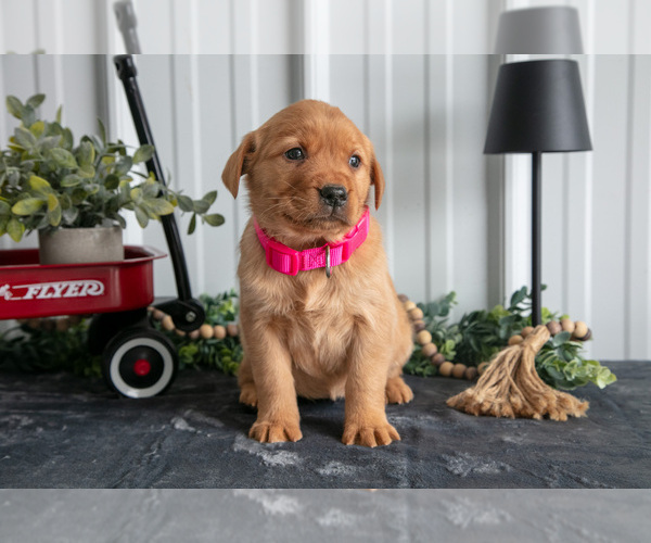 Medium Photo #2 Golden Labrador Puppy For Sale in BEACH CITY, OH, USA