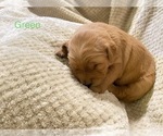 Small Photo #1 Golden Retriever Puppy For Sale in UNICOI, TN, USA