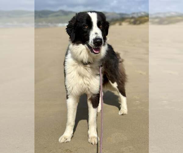 Medium Photo #2 Border Collie Puppy For Sale in Paso Robles, CA, USA