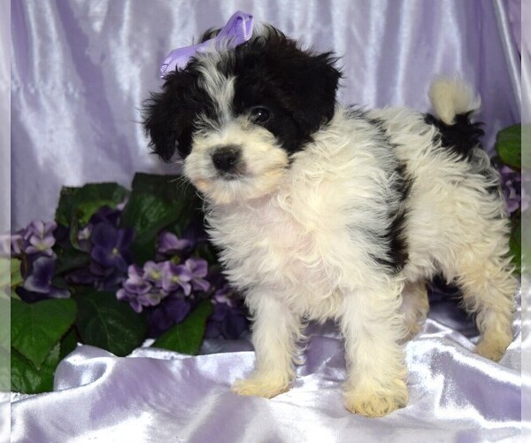 Medium Photo #4 Maltipoo Puppy For Sale in BARNESVILLE, KS, USA