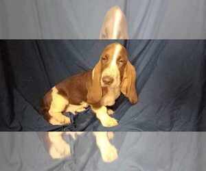 Basset Hound Puppy for sale in SALEM, WV, USA