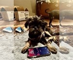 Small #1 Brussels Griffon