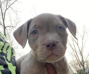 American Bully Puppy for sale in PLAINFIELD, NJ, USA
