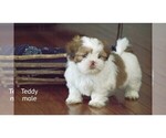 Small Photo #2 Shih Tzu Puppy For Sale in CLARE, MI, USA