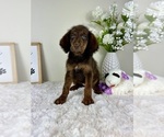 Small #3 Labradoodle