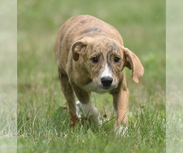 Medium Photo #6 Plott Hound-Unknown Mix Puppy For Sale in Mechanicsburg, PA, USA