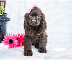 Puppy Kadee Cocker Spaniel