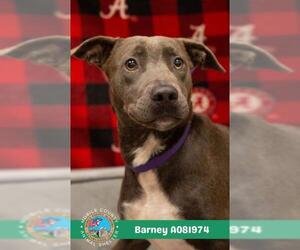 Bulldog Dogs for adoption in Mobile, AL, USA