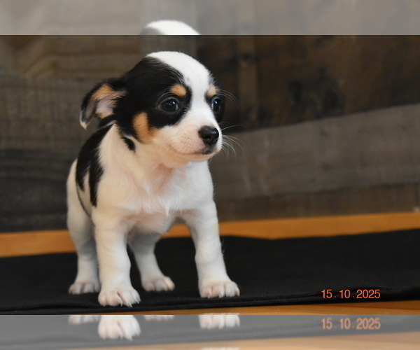 Medium Photo #1 Chihuahua Puppy For Sale in SENECA FALLS, NY, USA