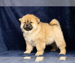 Small Photo #7 Chow Chow Puppy For Sale in NAPPANEE, IN, USA