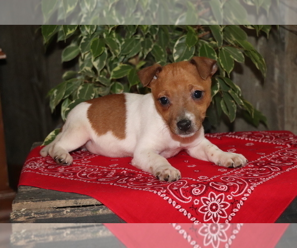 Medium Photo #1 Jack Russell Terrier Puppy For Sale in SHILOH, OH, USA