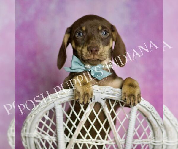Medium Photo #1 Dachshund Puppy For Sale in WARSAW, IN, USA