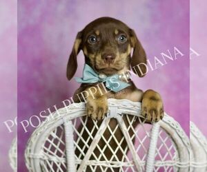 Dachshund Puppy for sale in WARSAW, IN, USA