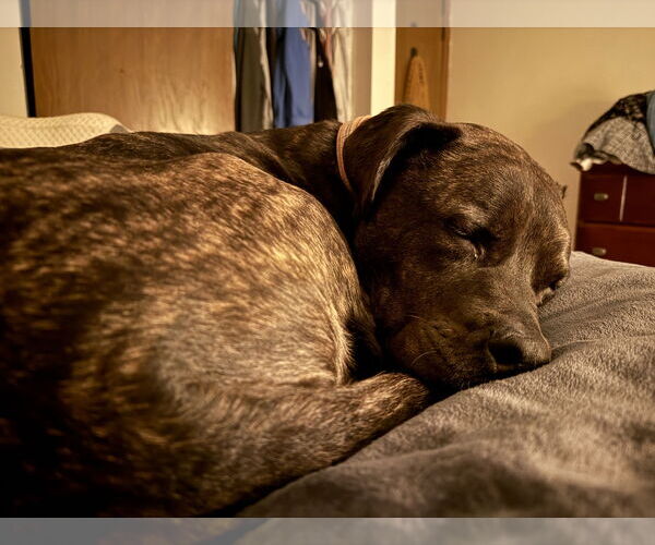 Medium Photo #3 Mutt Puppy For Sale in Farmington, MN, USA