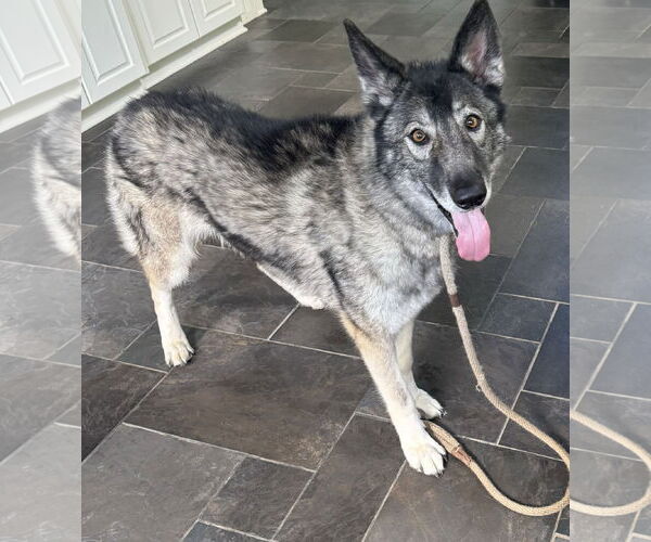 Medium Photo #3 Alusky Puppy For Sale in Cumming, GA, USA