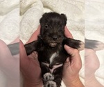 Puppy Puppy1 Schnauzer (Miniature)