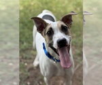 Horus - Male Lab-Pointer Dog for Adoption - Small photo