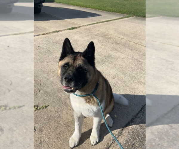 Medium Photo #5 Akita Puppy For Sale in Virginia Beach, VA, USA