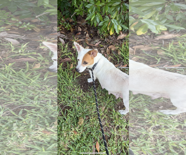 Medium Photo #3 Cojack Puppy For Sale in The Woodlands, TX, USA