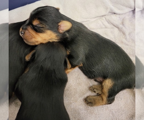 Medium Photo #1 Yorkshire Terrier Puppy For Sale in PLACITAS, NM, USA