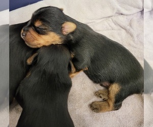 Yorkshire Terrier Puppy for sale in PLACITAS, NM, USA