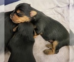 Small Yorkshire Terrier