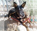 Small #3 Mutt