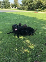 Labrador Retriever Puppy for sale in MIDDLEPORT, NY, USA