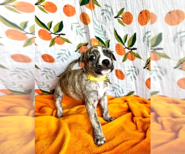 Medium Photo #3 Mutt Puppy For Sale in OKLAHOMA CITY, OK, USA
