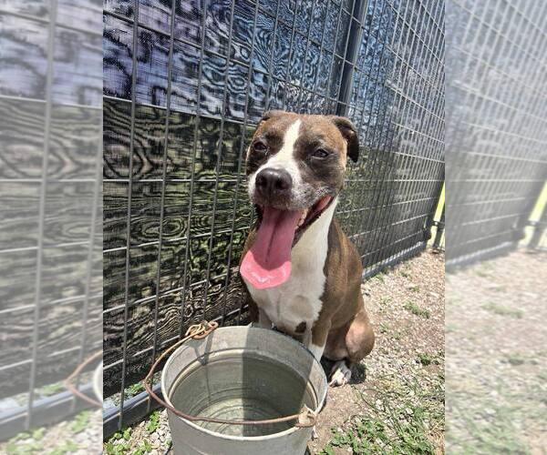 Medium Photo #3 Mutt Puppy For Sale in Abbeville, LA, USA
