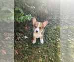 Puppy Chonky Pembroke Welsh Corgi