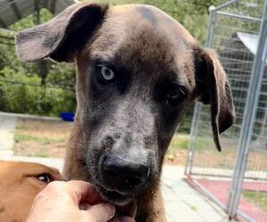 Aussiedor Dogs for adoption in Yardley, PA, USA