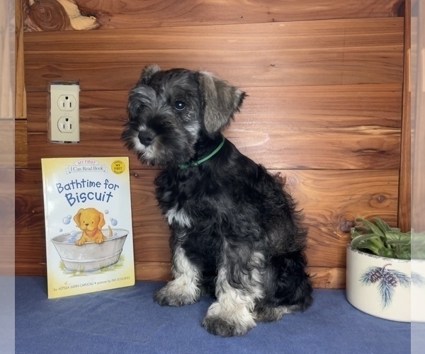 Medium Photo #3 Schnauzer (Miniature) Puppy For Sale in BIG CABIN, OK, USA