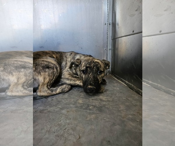 Medium Photo #1 Mutt Puppy For Sale in El Centro, CA, USA