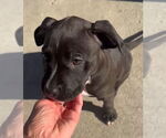 Small #4 American Staffordshire Terrier Mix