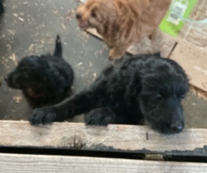 Goldendoodle (Miniature) Puppy for Sale in MCPHERSON, Kansas USA