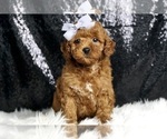 Puppy Gumdrop AKC Poodle (Miniature)