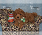 Small Photo #15 Poodle (Toy) Puppy For Sale in SANGER, TX, USA