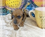 Small #29 Dachshund