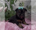 Small #2 Shorkie Tzu