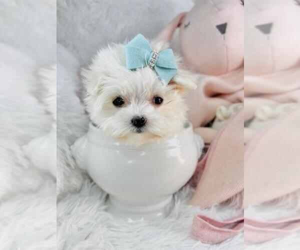 Medium Photo #1 Maltese Puppy For Sale in HOUSTON, TX, USA