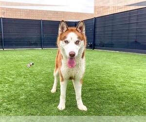 Siberian Husky Dogs for adoption in Orange, CA, USA