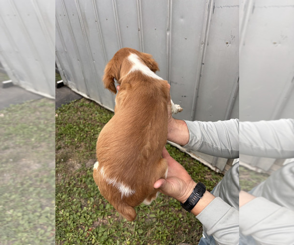 Medium Photo #13 Brittany Puppy For Sale in FISHER, IL, USA